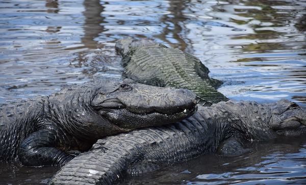 Gatorland Orlando