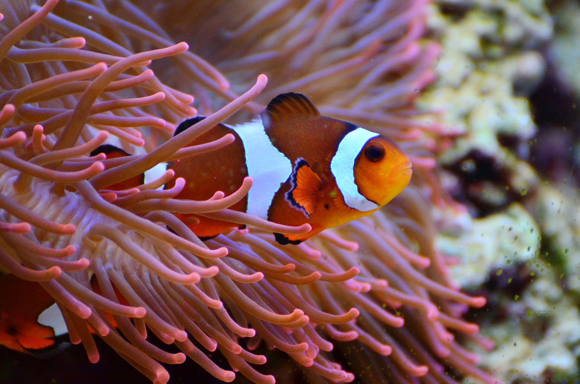 aquarium orlando 