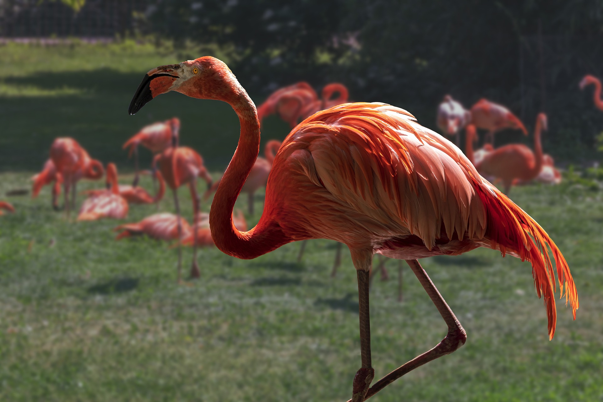 parc flamingo miami 