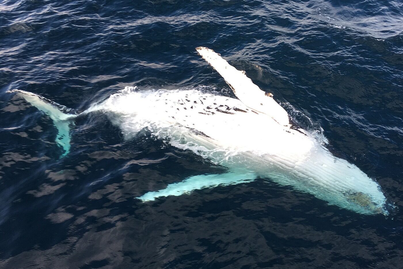 Observation des baleines et des dauphins à Newport Beach