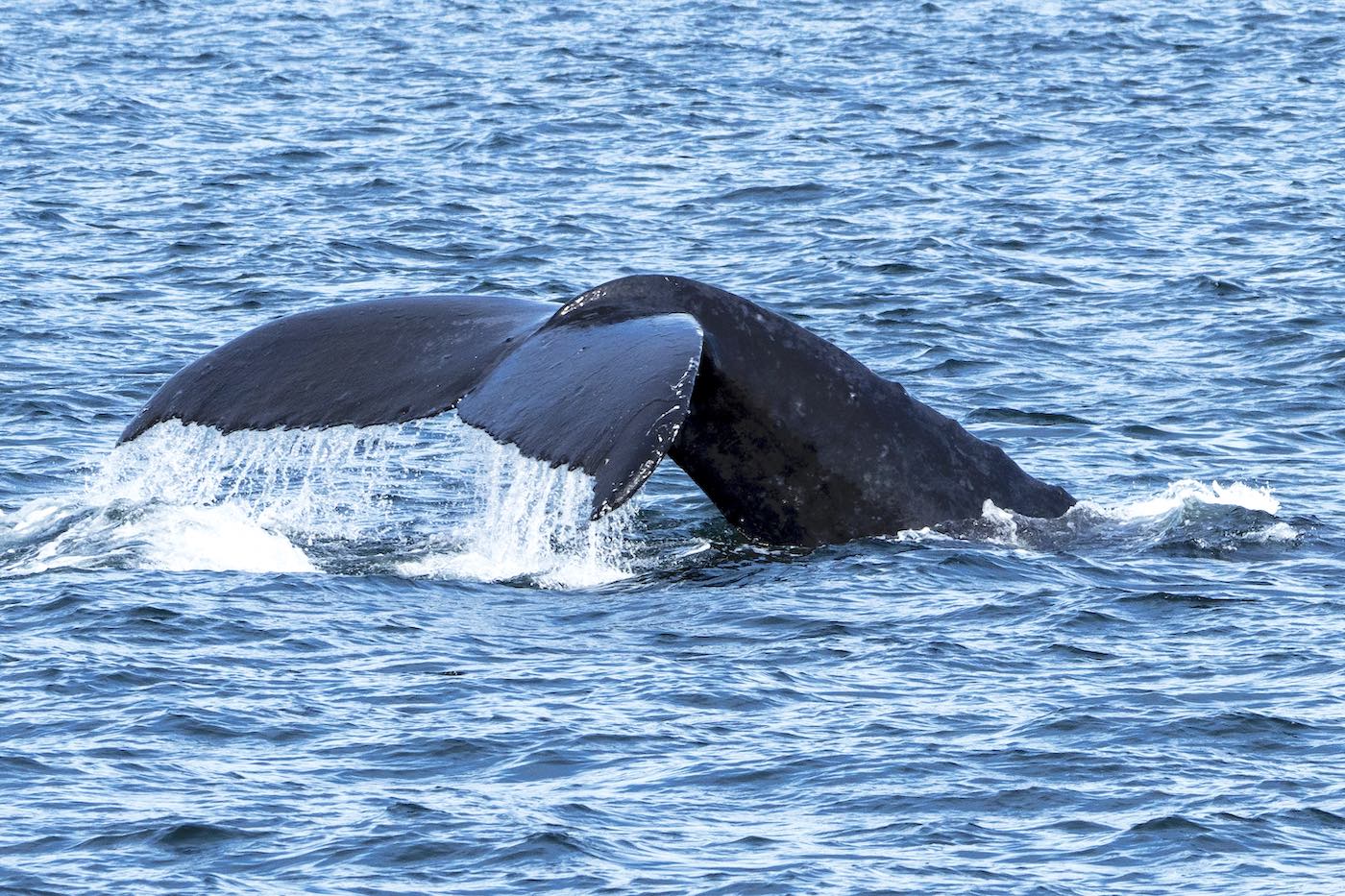 Activité premium de Cape Town : observation des baleines