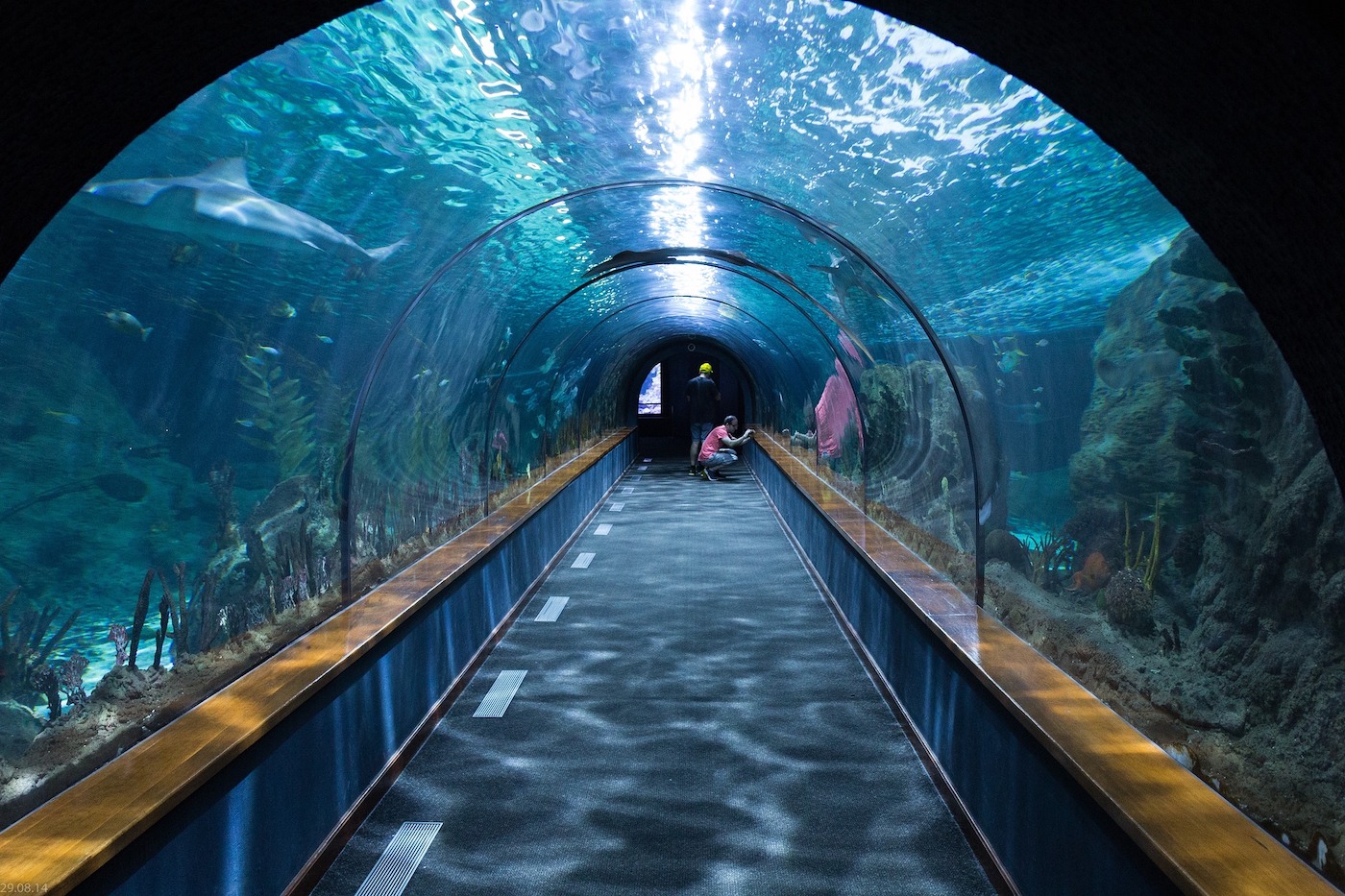 Le shark tunnel à San Francisco